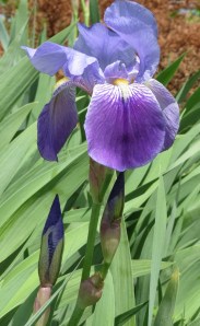 Copyright Caitlin Wilson 2013