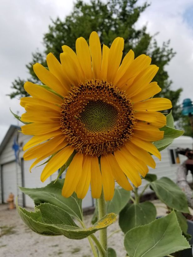 Understanding Our Energy&nbsp;Pulls